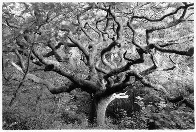 Oak tree (after Mondrian), Marsland, Devon, England, 1997