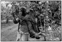 Girls picking apples, West Bradley, Somerset, England, 1988