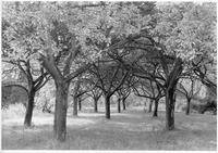 Cider apple orchard, Hele, Devon, England, c1988