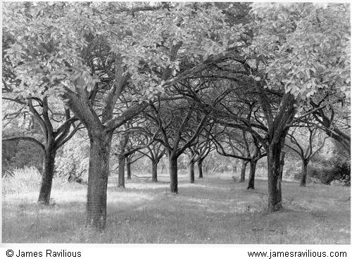 Cider apple orchard, Hele, Devon, England, c1988