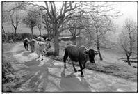 Cows coming home to be milked, La Vernède, Cévennes, France, 1982
