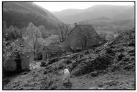 Landscape with goats, La Vern�de, C�vennes, France, 1982