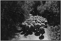 Jean Pickard leading her flock, Woolridge, Dolton, Devon, England, 1975