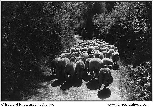 Jean Pickard leading her flock, Woolridge, Dolton, Devon, England, 1975