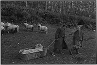 Archie Parkhouse and Ivor Brock moving a sick ram, Dolton, Devon, England, 1976