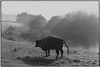 Red Devon cow, Narracott, Hollocombe, Devon, England, 1981