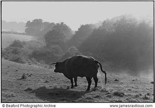 Red Devon cow, Narracott, Hollocombe, Devon, England, 1981