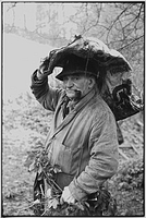 Archie Parkhouse with ivy for sheep, Millhams, Dolton, Devon, England, 1975