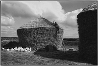 Bill Hammond thatching a rick, Westacott, Riddlecombe, Devon, England, 1986